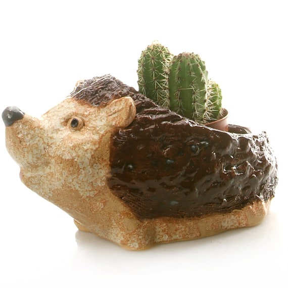 Set Disegnato A Mano Di Piante Grasse E Cactus E Riccio Pungente Elementi Gm833647622 135579895