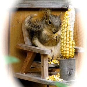 Inspirational Squirrel House Plans 5