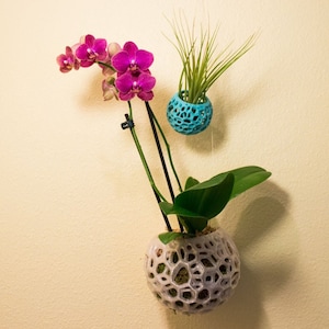 DIY Kokedama Orchid Pot Hanging Planter Air Plant Holder Moss Ball - Voronoi Design for Bonsai Orchids and More