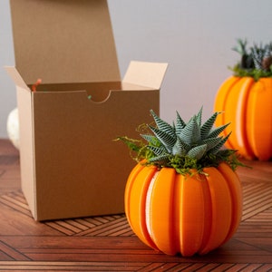 Haworthia Succulent Pumpkin Thanksgiving Hostess Gift Box, Fall Succulent Gift Box, Thanksgiving Giftbox for Plant Lover