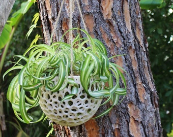 DIY Orchideen-hängender Pflanzer; Kokedama für Orchideen, Sukkulenten; DIY hängender Orchideentopf; Einzigartiger Hängetopf; Breiter hängender Orchideen Pflanzer