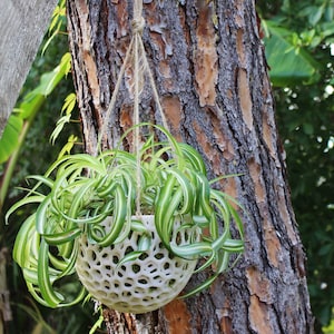 DIY Orchid Hanging Planter; Kokedama for Orchids, Succulents; DIY Hanging Orchid Pot; Unique Hanging Pot; Wide Hanging Orchid Planter