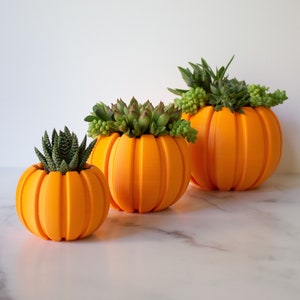 three orange pumpkins with succulents in them