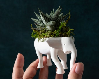 Small Elephant Succulent Planter, Elephant Succulent Gift Box, Haworthia Succulent Gift