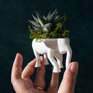 Small Elephant Succulent Planter, Elephant Succulent Gift Box, Haworthia Succulent Gift