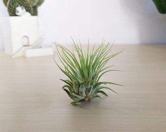 Tillandsia Ionantha Air Plant, Airplant, Tillandsia Garden, Air Plant Garden, Air Plant Care, Tillandsia Care, Small Airplant