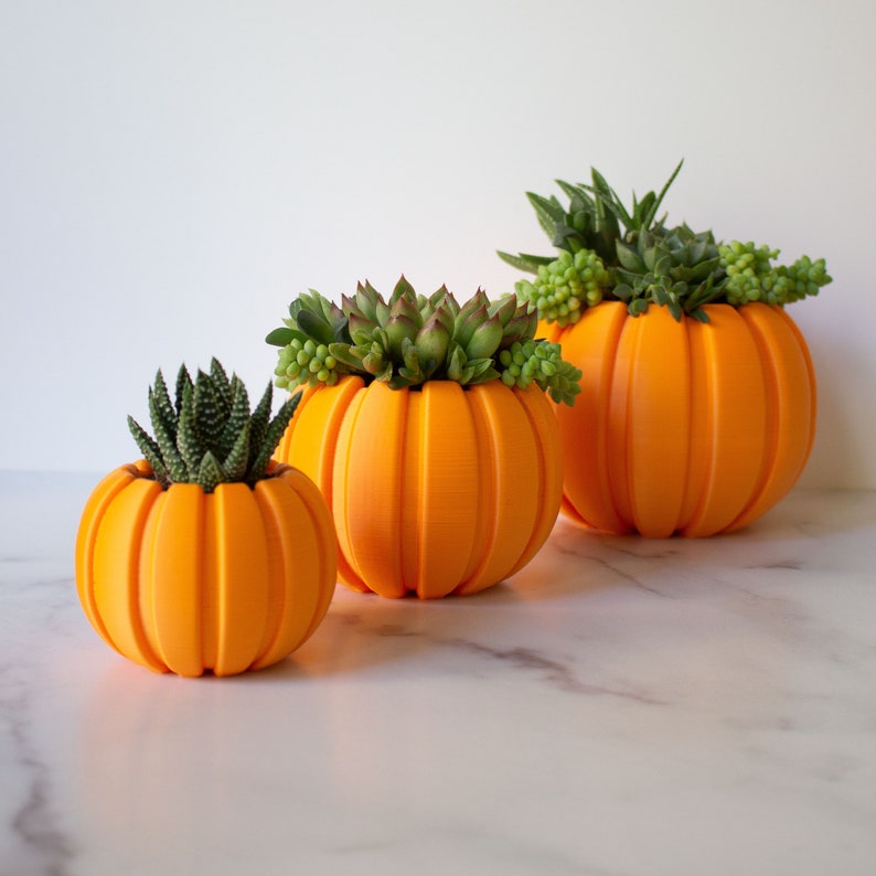 three orange pumpkins with succulents in them