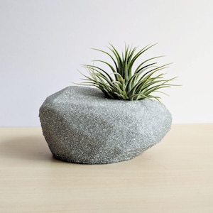 a small plant is growing out of a rock