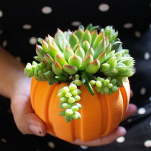 Succulent Pumpkin Planter, Fall Succulent Planter, Autumn Pumpkin Pot, Fall Decor Pumpkin, Thanksgiving Pumpkin, Thanksgiving Table Decor image 7