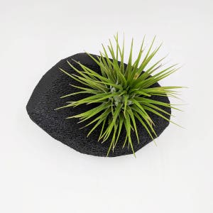 Modern Rock Air Plant Holder, Stone-Shaped Air Plant Holder Glitter & Other Color Options Glam Hygge, Fancy Air Plant image 10