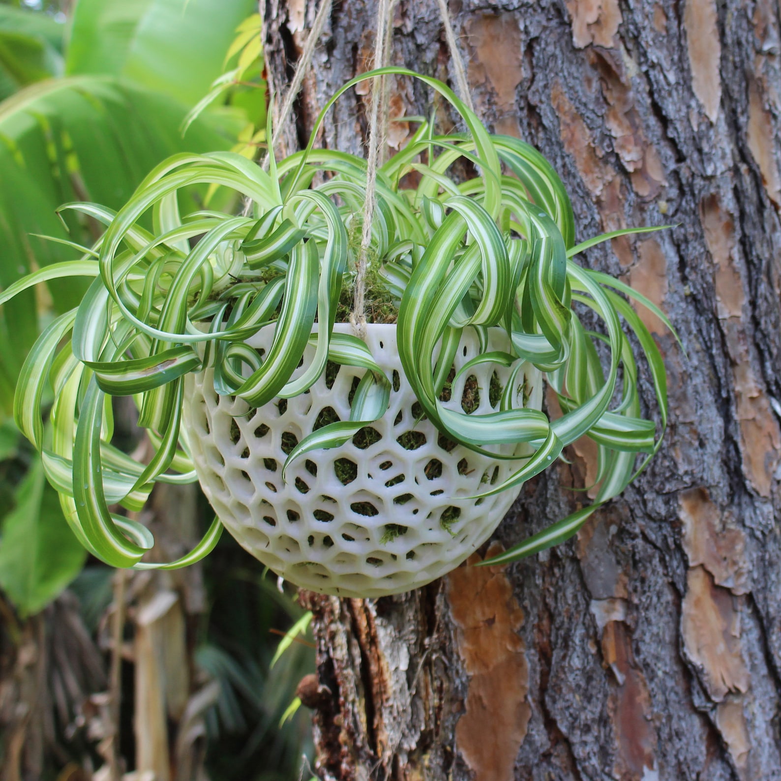 DIY Orchid Hanging Planter Kokedama for Orchids Succulents Etsy