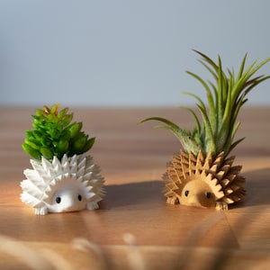 a couple of small plants sitting on top of a wooden table