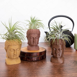 May include: Three brown and gold ceramic Buddha head planters with air plants growing inside. The planters are sitting on wooden coasters.