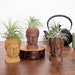 see more listings in the Air Plant Holders section