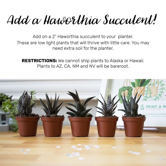 succulent plant fake Succulents Fake Faux Lifelike Decorative Kit  Chive US Wholesale