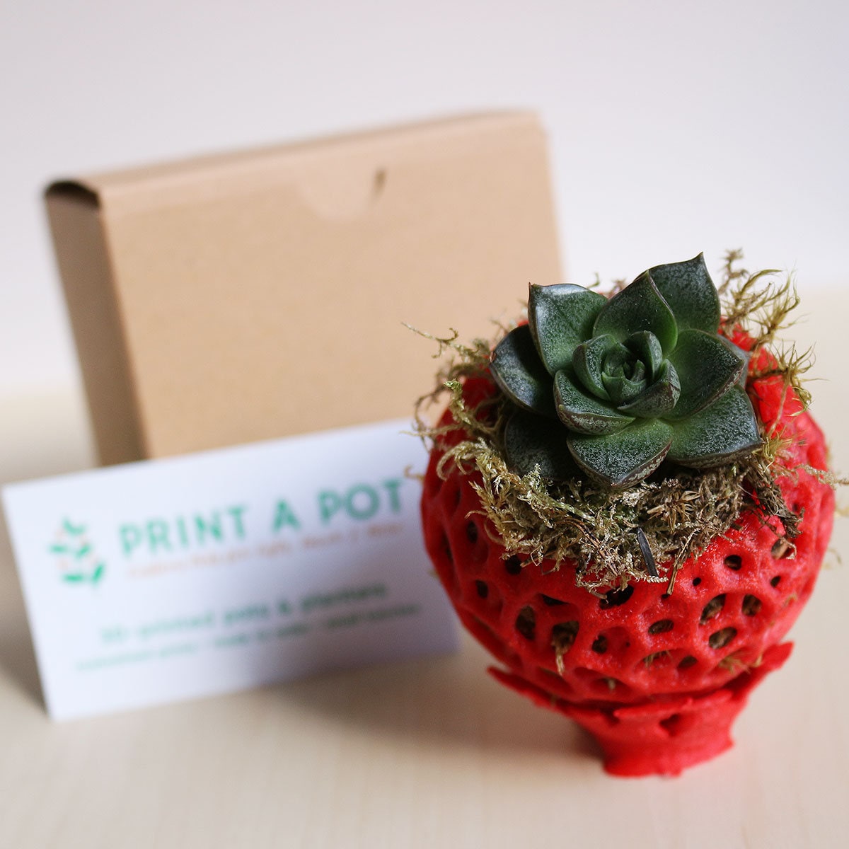 Mini Sukkulenten Kokedama - Sukkulenten Geschenkbox - Sukkulenten Moosball mit 3D-gedrucktem Übertopf und Ständer, Sukkulenten Geschenk, Pflanzenliebhaber Geschenk