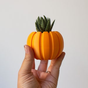 May include: A small orange pumpkin-shaped planter with a green succulent plant growing inside.