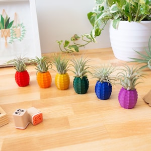 Può includere: Sette piccole piante aeree in vasi a forma di ananas dai colori dell'arcobaleno. I vasi sono disposti in fila su una superficie di legno.