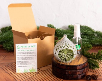 Christmas Ornament Gift Box, Living Ornament Air Plant Gift
