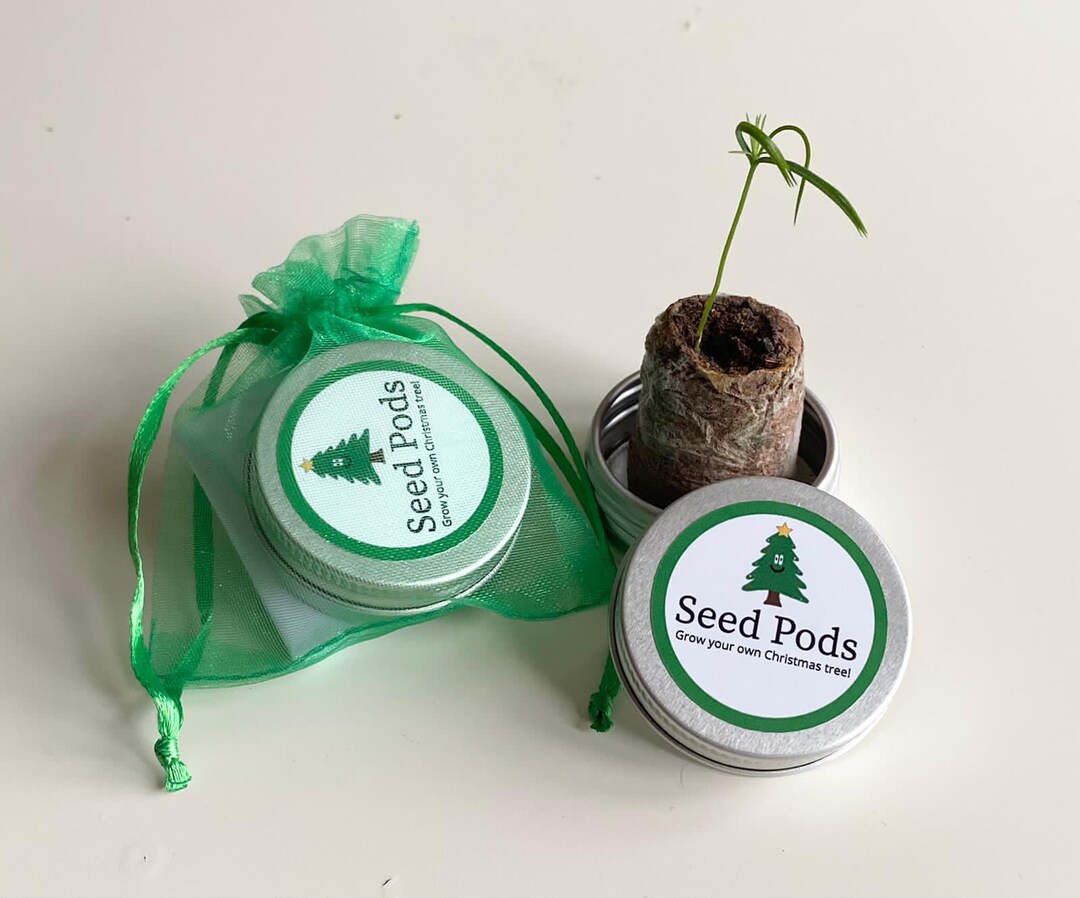 Grow Your Own CHRISTMAS TREE all You Need in One Tin Etsy UK