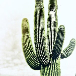 Pu&ograve; includere: Un alto cactus saguaro verde con pi&ugrave; braccia, in piedi su uno sfondo bianco.