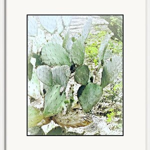 Pu&ograve; includere: Un primo piano di un cactus fico d'India con pale verdi e spine. Il cactus cresce in un ambiente naturale con uno sfondo roccioso.