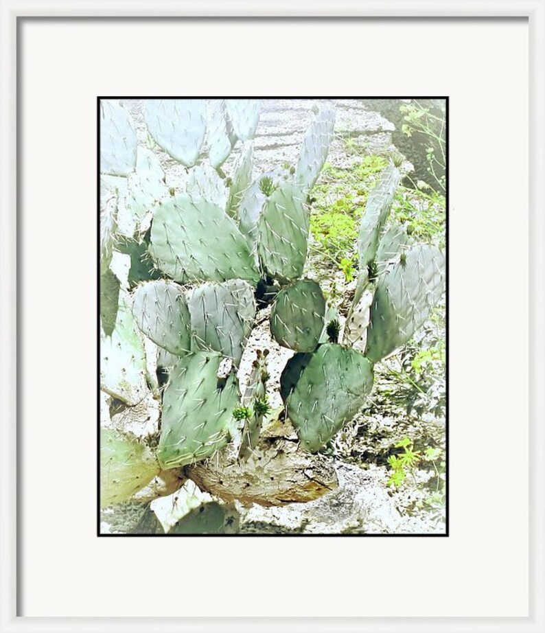 Pu&ograve; includere: Un primo piano di un cactus fico d'India con pale verdi e spine. Il cactus cresce in un ambiente naturale con uno sfondo roccioso.