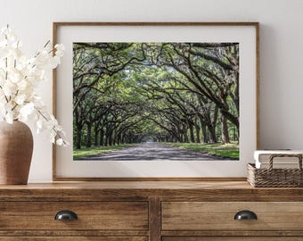 Savannah Wall Art, Wormsloe Historic Site, Live Oak Tree Canopy, Savannah Print