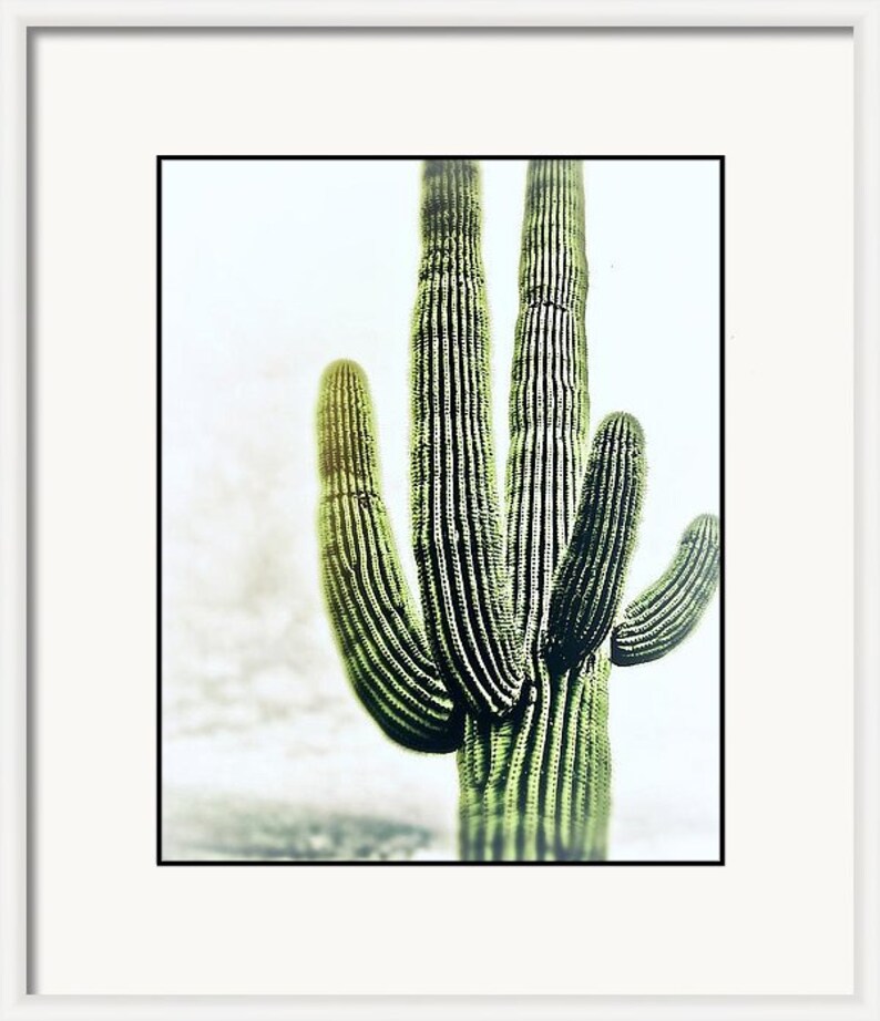 Pu&ograve; includere: Primo piano di un alto cactus saguaro verde con pi&ugrave; braccia, su uno sfondo bianco nuvoloso.
