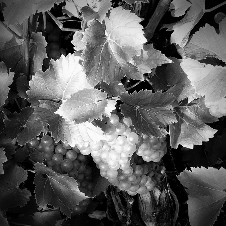 Wine Photography Print Set Wine Lover Gift Wine Art Set of Etsy