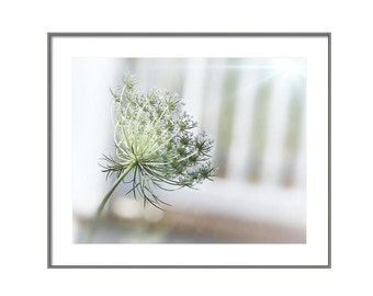 Queen Anne's Lace Fine Art Photography Print: Floral Wall Art
