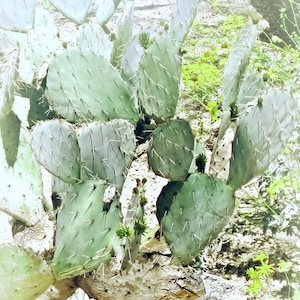 Pu&ograve; includere: Un primo piano di un cactus fico d'India con pale verdi e spine. Il cactus cresce in un ambiente secco e sabbioso.