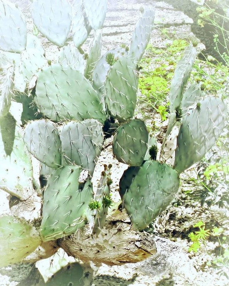 Pu&ograve; includere: Un primo piano di un cactus fico d'India con pale verdi e spine. Il cactus cresce in un ambiente secco e sabbioso.