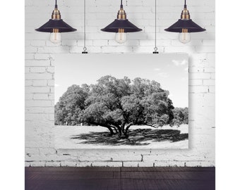 May include: Black and white photograph of a large tree with multiple trunks, hanging on a white brick wall with three black pendant lights above it.