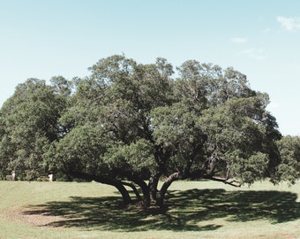 Texas Photography, Live Oak Tree Print,  New Braunfels Theater,  Texas Hill Country, Texas Wall Art