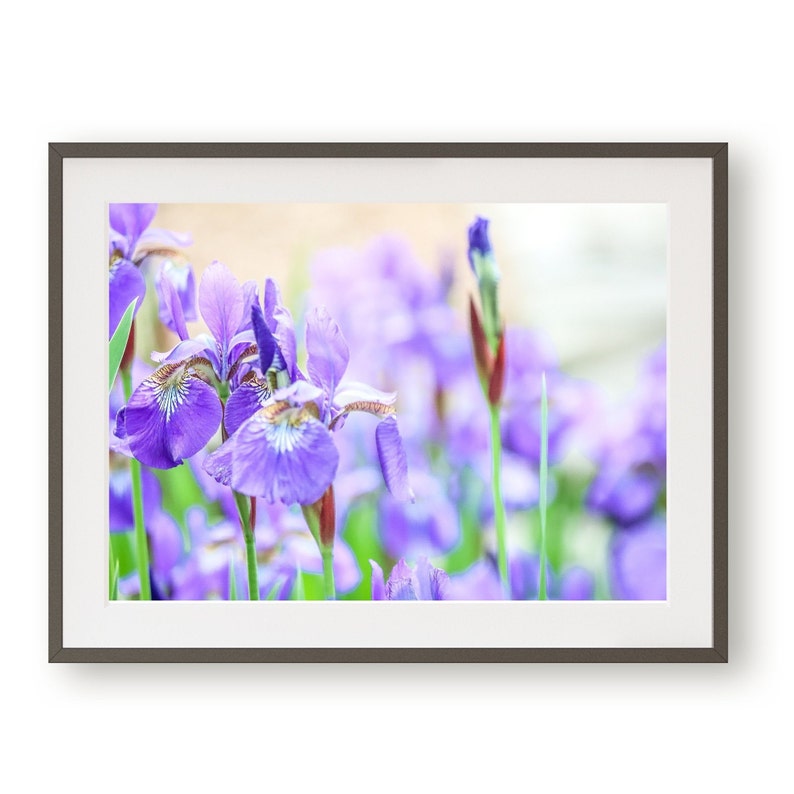 Iris Photography Purple Iris Wall Art Botanical Photography Etsy