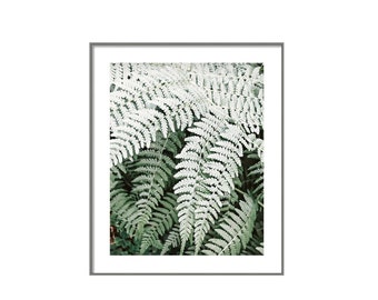 Botanical Print, Fern Photography, Modern Minimalist, Nature Print, Fern Leaf