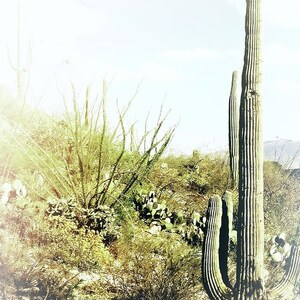 Pu&ograve; includere: Un alto cactus verde con una texture segmentata e nervata si erge in un paesaggio desertico. Il cactus &egrave; circondato da piante e arbusti verdi pi&ugrave; piccoli. Lo sfondo &egrave; un cielo azzurro chiaro e nebbioso.