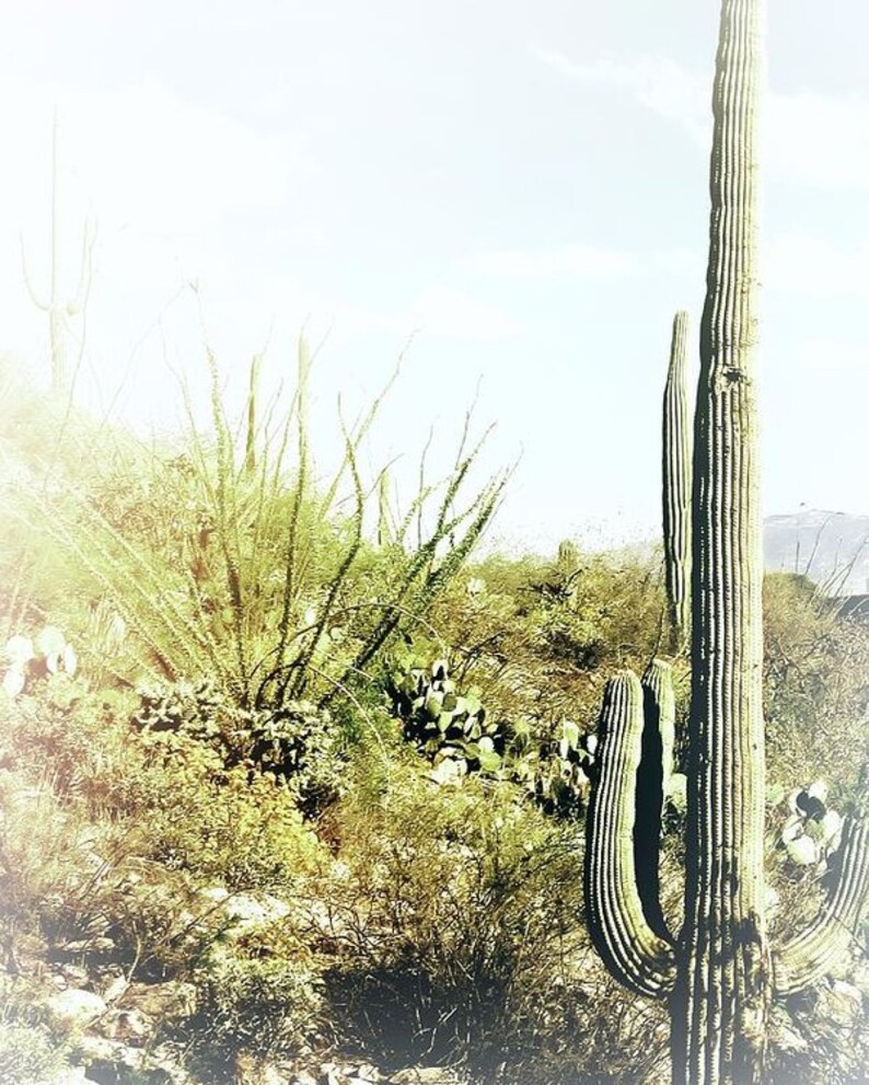 Pu&ograve; includere: Un alto cactus verde con una texture segmentata e nervata si erge in un paesaggio desertico. Il cactus &egrave; circondato da piante e arbusti verdi pi&ugrave; piccoli. Lo sfondo &egrave; un cielo azzurro chiaro e nebbioso.