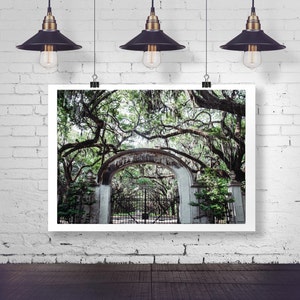 Savannah Wall Art, Wormsloe Historic Site, Live Oak Tree Canopy, Savannah Print