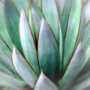 Stampa fotografica di agave: Southwest Decor Wall Art (download digitale) immagine 2
