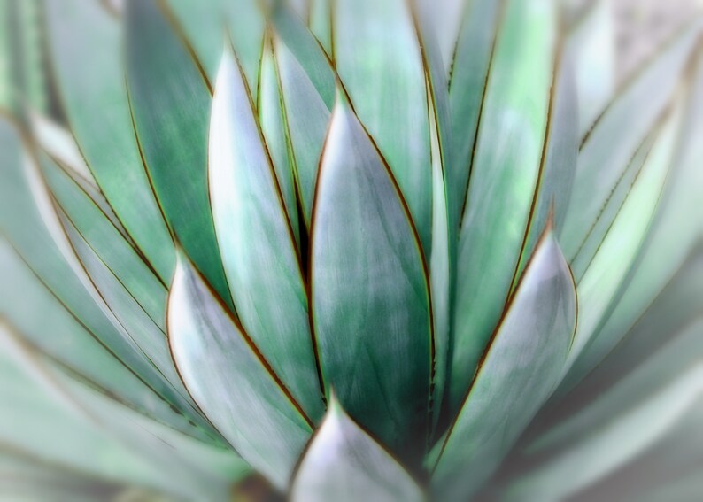 Stampa fotografica di agave: Southwest Decor Wall Art (download digitale) immagine 2
