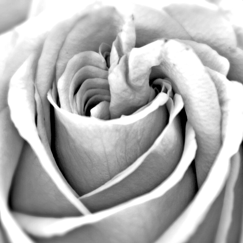 Flower Photography Black and White Flower Wall Art Macro Etsy