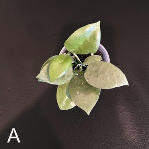 Hoya Lacunosa Silver Full Moon - Etsy