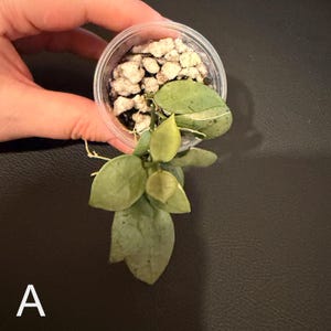 Hoya Lacunosa Silver Full Moon - Etsy