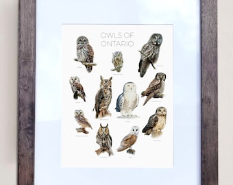 Puede incluir: Una impresión enmarcada con fondo blanco y un título que dice "Búhos de Ontario". La impresión presenta ilustraciones de 12 especies diferentes de búhos que se encuentran en Ontario, Canadá. Cada búho está representado en un estilo realista con plumas y marcas detalladas.