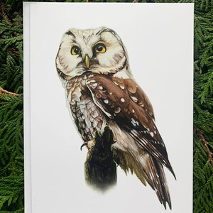 Boreal Owl - Set of 6 - 5x7 inch Greeting Cards