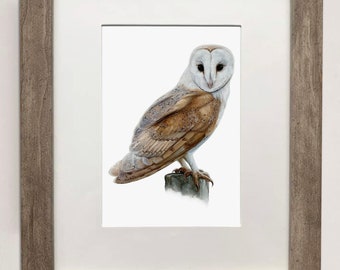 Op de afbeelding: Een ingelijste print van een kerkuil die op een houten paal zit. De uil heeft witte veren met bruine markeringen en gele ogen. De lijst is van lichtbruin hout.