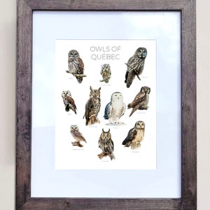 Owls of Quebec- Print of 10 Owl Oil Paintings