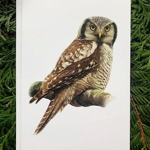 Northern Hawk Owl - Set of 6 - 5x7 inch Greeting Cards